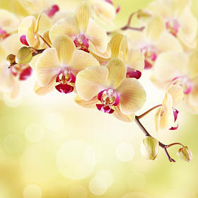 黄兰花