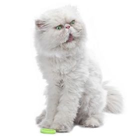 白色波斯猫图片