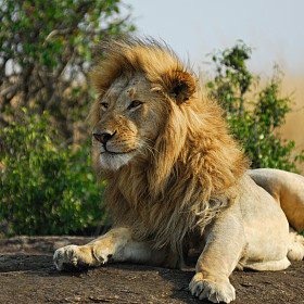 休息的岩石图片