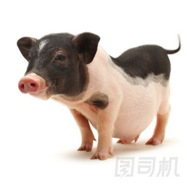 小耳豬圖片