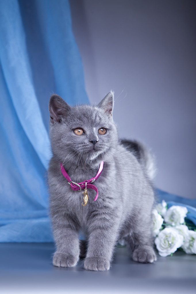 英国小猫在彩色背景上图片 英国小猫在彩色背景上图片