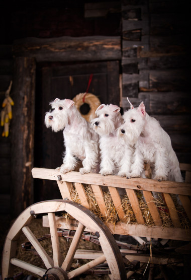 白色迷你雪納瑞狗