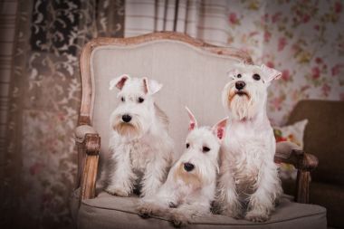 白色迷你雪納瑞狗圖片