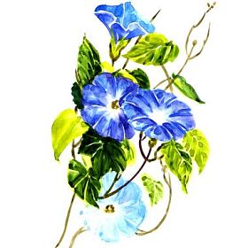 天空碧蓝牵牛花孤立图片