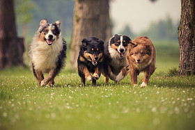 在草地上运行的四个澳大利亚牧羊犬