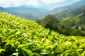 ?浅景深） 茶园金马仑、 马来西