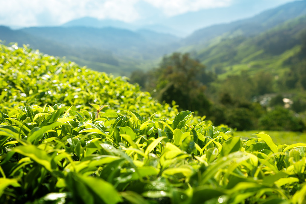 ?浅景深) 茶园金马仑、 马来西 ?浅景深) 茶园金马仑、 马来西