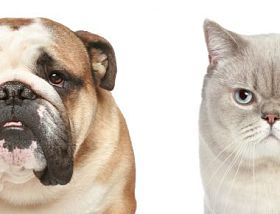 狗和猫。一半的枪口特写肖像