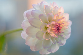 白色大丽花