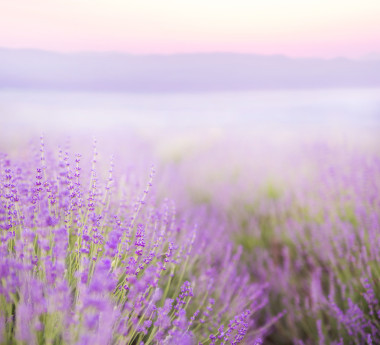美麗的形象，熏衣草