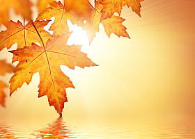 用橙色树叶秋天背景