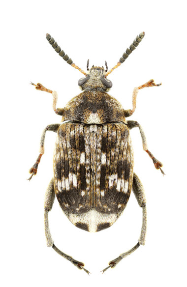 蠶豆象發(fā)育