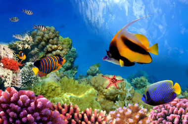 在珊瑚礁上的海洋生物圖片