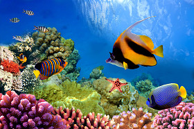在珊瑚礁上的海洋生物图片