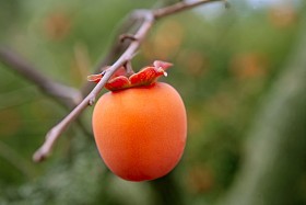 柿果详细生动橙色