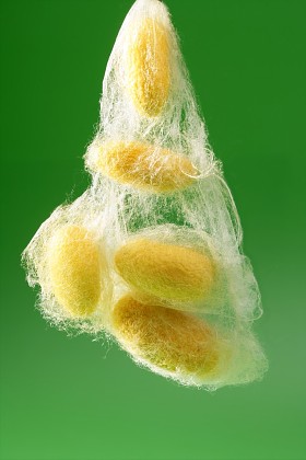 绿色黄色蚕茧图片