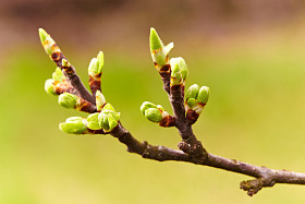 樱桃花和芽、 宏照片