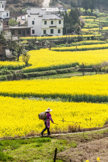 油菜花和中國古代建筑在婺源，中國