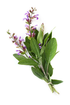 鼠尾草开花图片