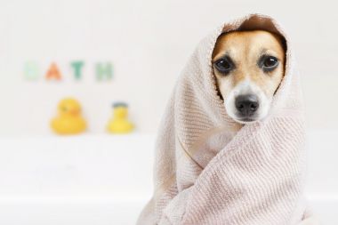 给狗洗过澡 给狗洗过澡