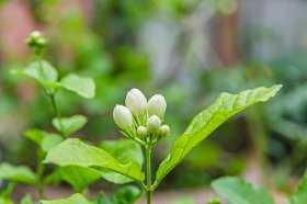 茉莉花图片