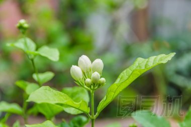 茉莉花圖片