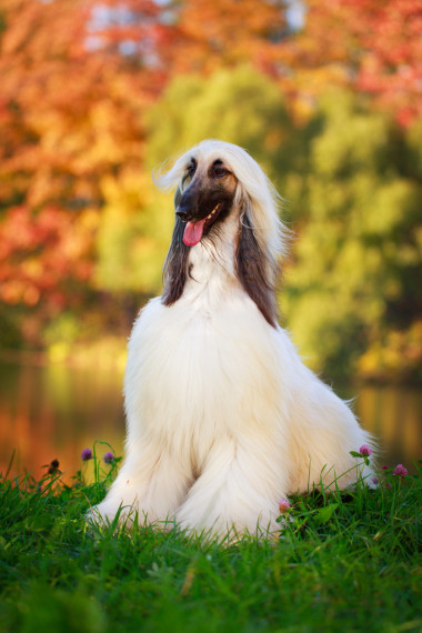 動物狗