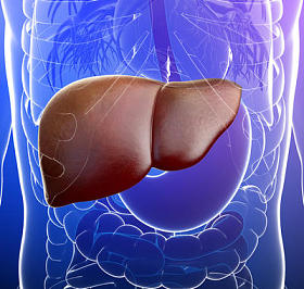 女性肺部解剖图片