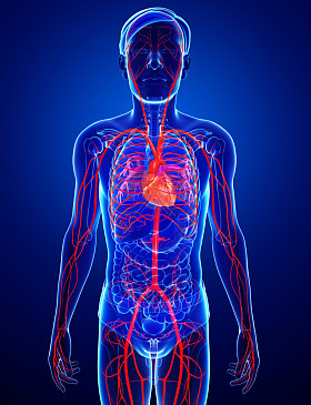 男性的动脉图稿照片