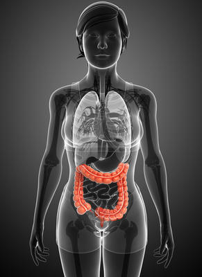 女性大腸解剖圖片