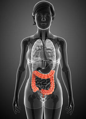 女性大肠解剖图片