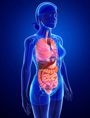 女性的身體的消化系統(tǒng)