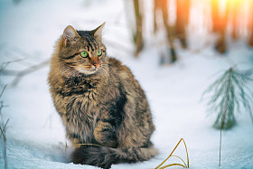 西伯利亚猫在森林里照片