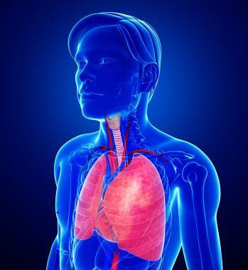 男性的肺解剖圖片