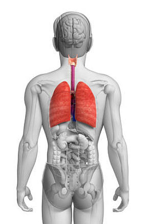 男性的肺解剖图片