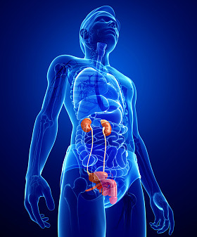 男性泌尿系统图片