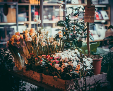 木箱中的花卉和植物圖片