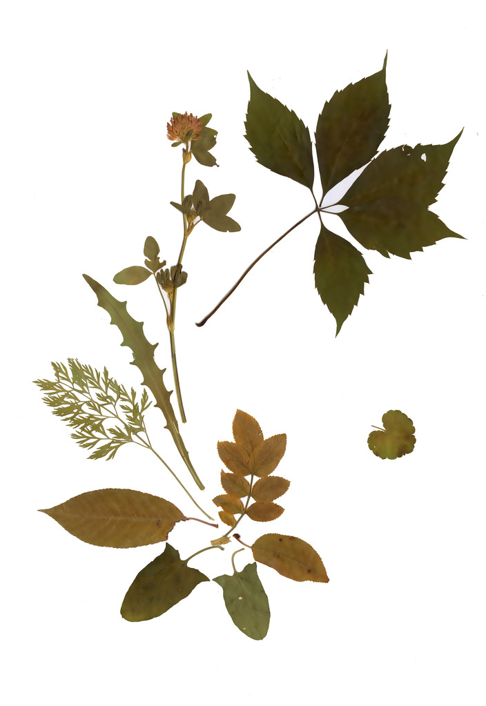 干燥标本馆植物图片