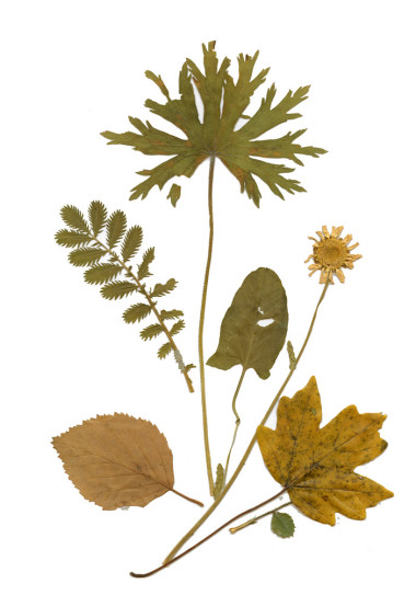 干燥標(biāo)本館植物