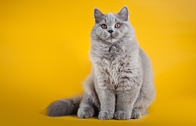 英国在黄色背景上的猫照片