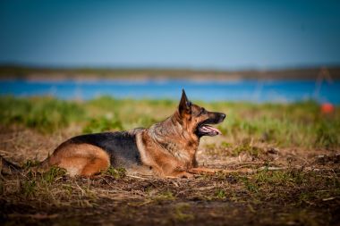 德國(guó)牧羊犬品種的狗