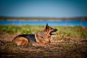 德国牧羊犬品种的狗