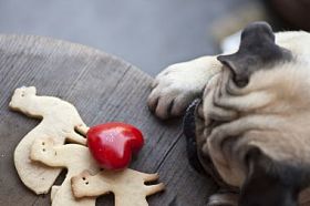 帕格小狗想要饼干图片