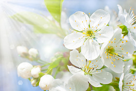 樱花