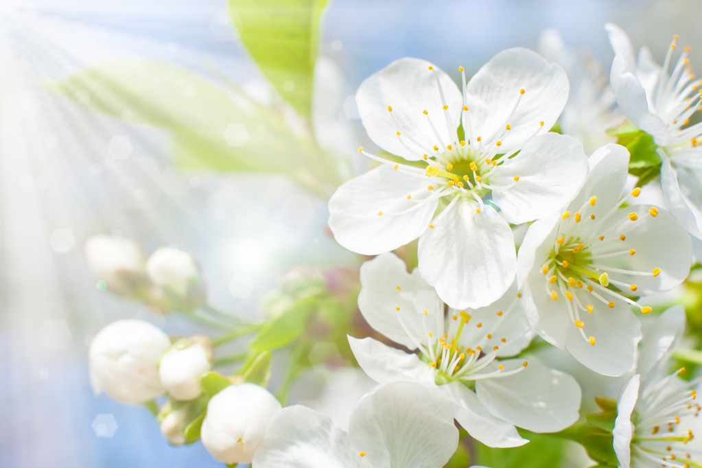 樱花 樱花