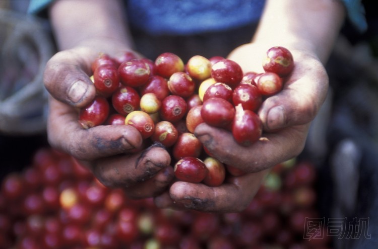 拉丁美洲洪都拉斯科