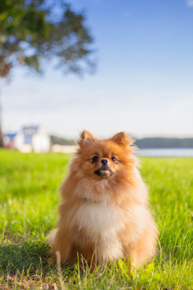 博美犬小狗在草地上圖片