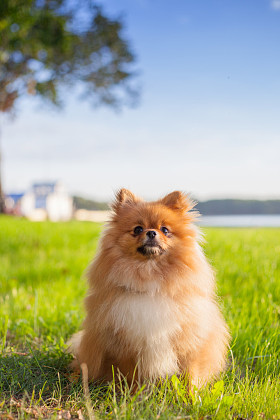 博美犬小狗在草地上图片