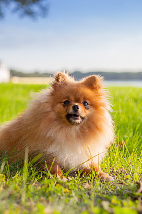 博美犬小狗在草地上图片