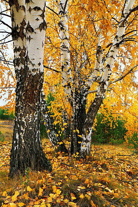 秋季黄白桦林图片